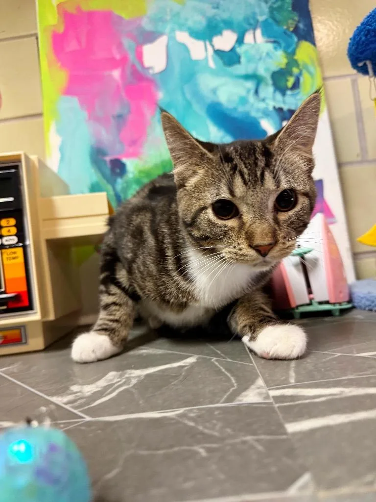 Crockpot thumbnail 3