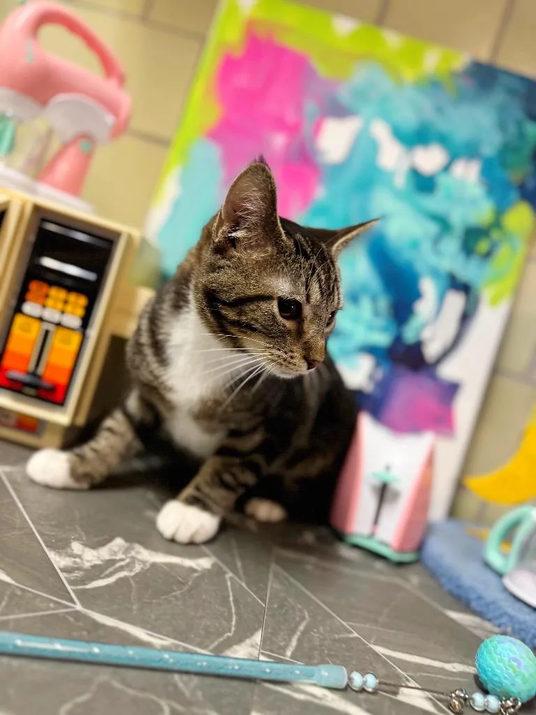 Crockpot thumbnail 4