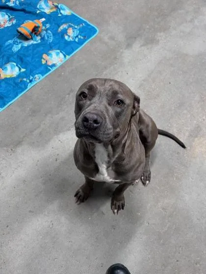 Duke Wellington thumbnail 2