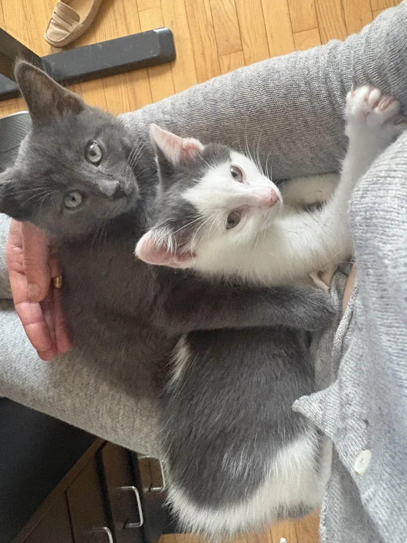 Cord And Sconce thumbnail 2