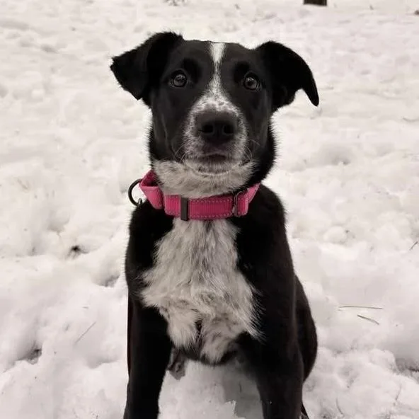 A young medium-sized female Black Mixed Breed dog named Addie for adoption in Cranston, RI