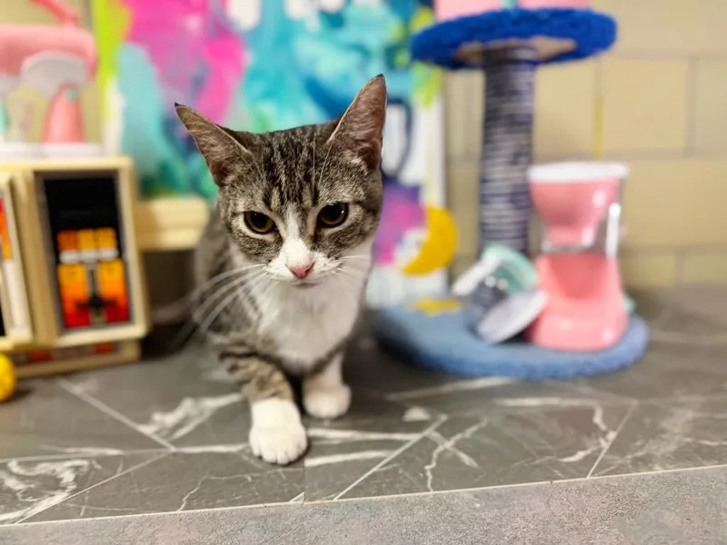 Air Fryer thumbnail 3