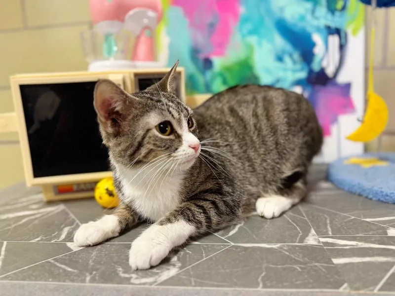 Air Fryer thumbnail 4