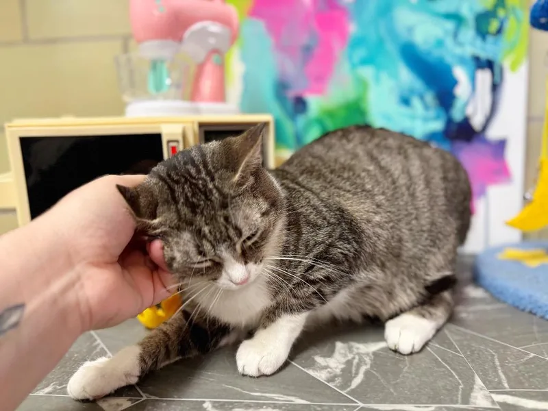 Air Fryer thumbnail 5