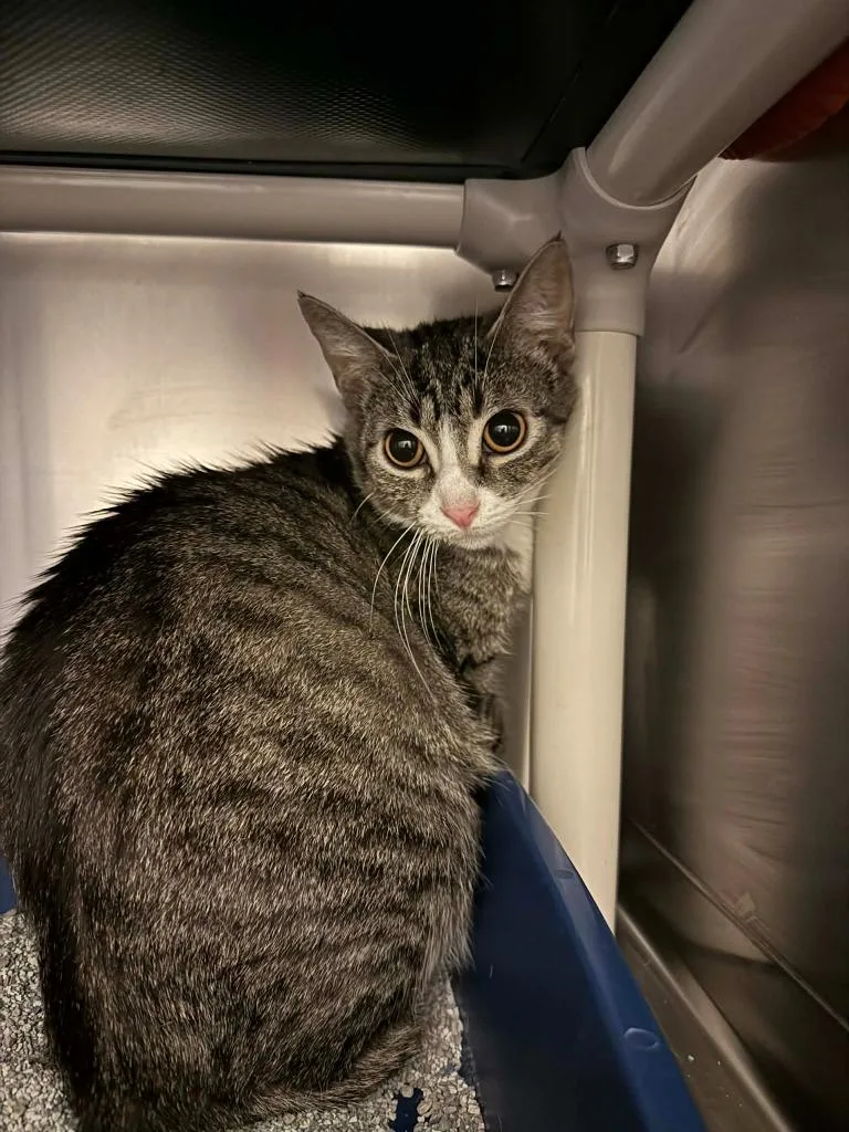 Air Fryer thumbnail 6