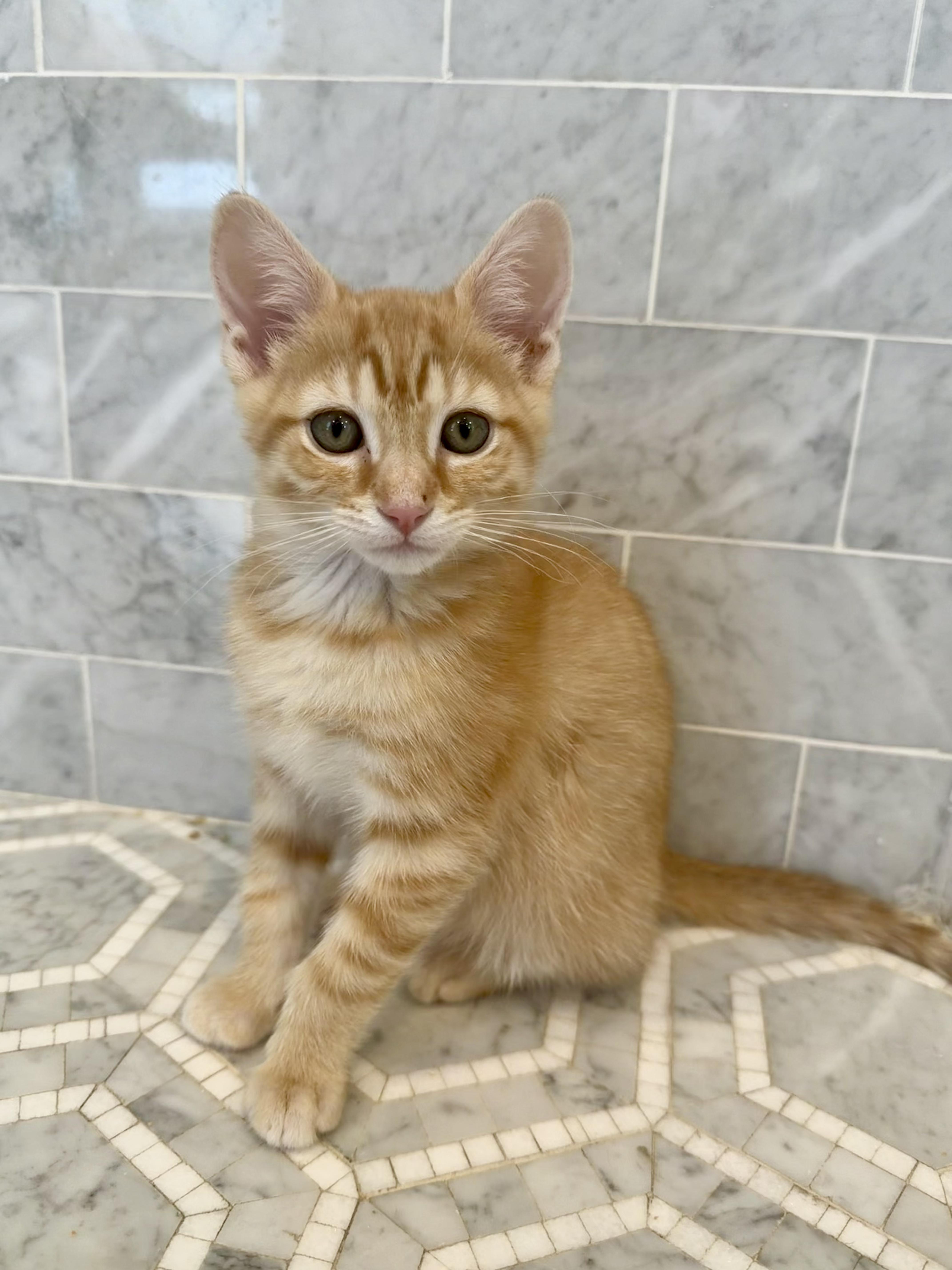 Butter & Noodle thumbnail 2