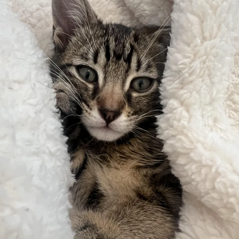 Butter & Noodle thumbnail 3