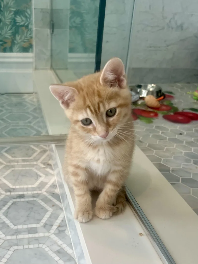 Butter & Noodle thumbnail 4