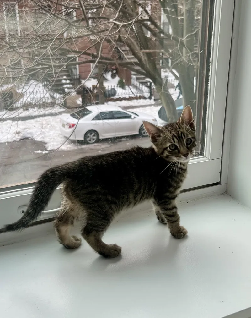 Butter & Noodle thumbnail 5