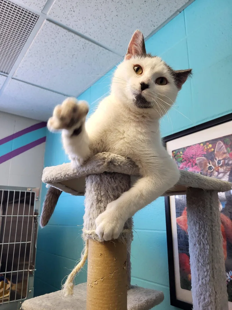 Epiphany thumbnail 2