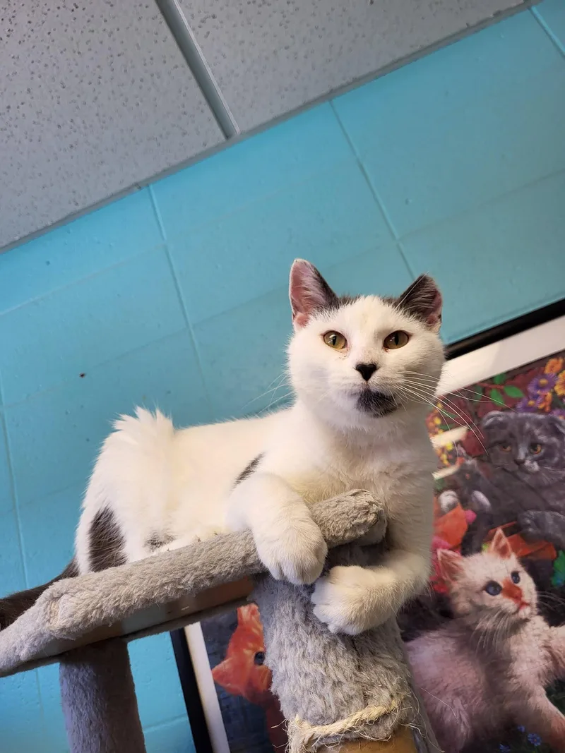 Epiphany thumbnail 3