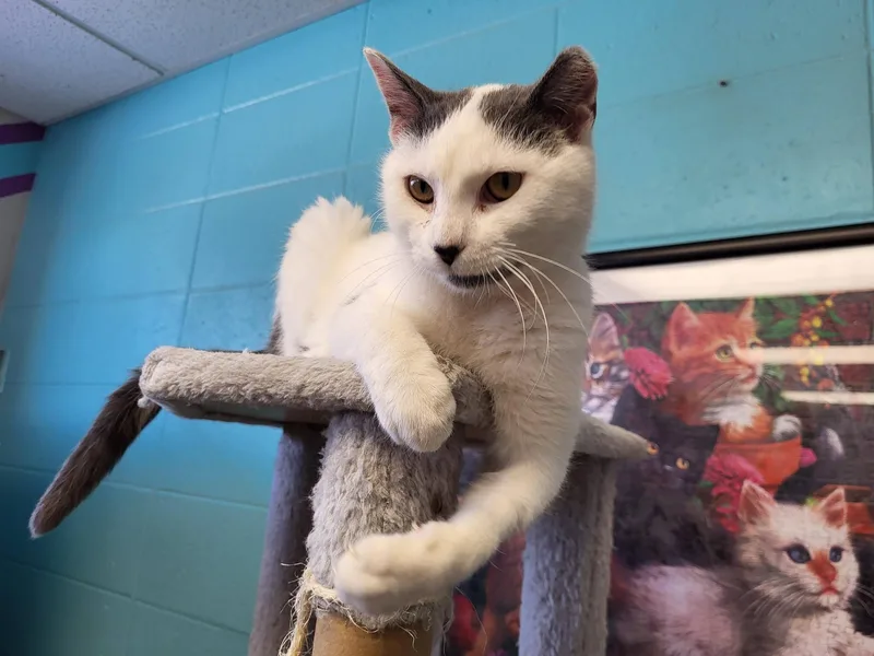 Epiphany thumbnail 4