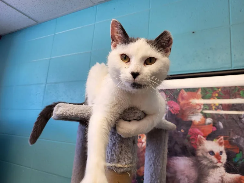 Epiphany thumbnail 5