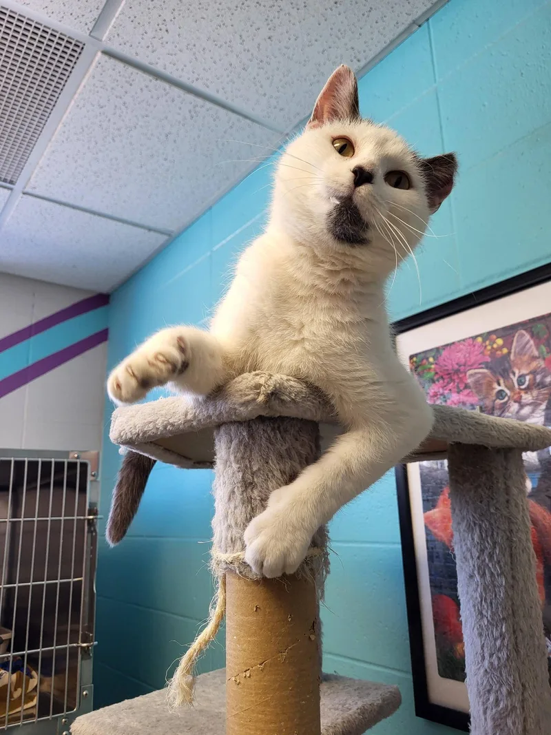 Epiphany thumbnail 6