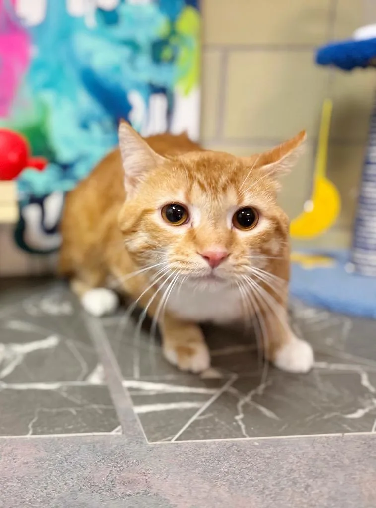 Waffle Maker thumbnail 2