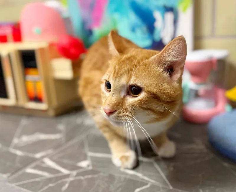 Waffle Maker thumbnail 3