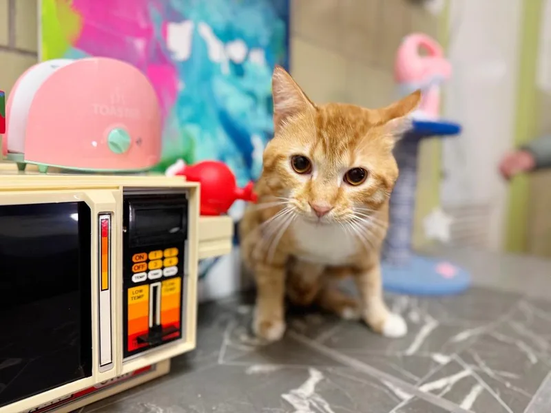 Waffle Maker thumbnail 4