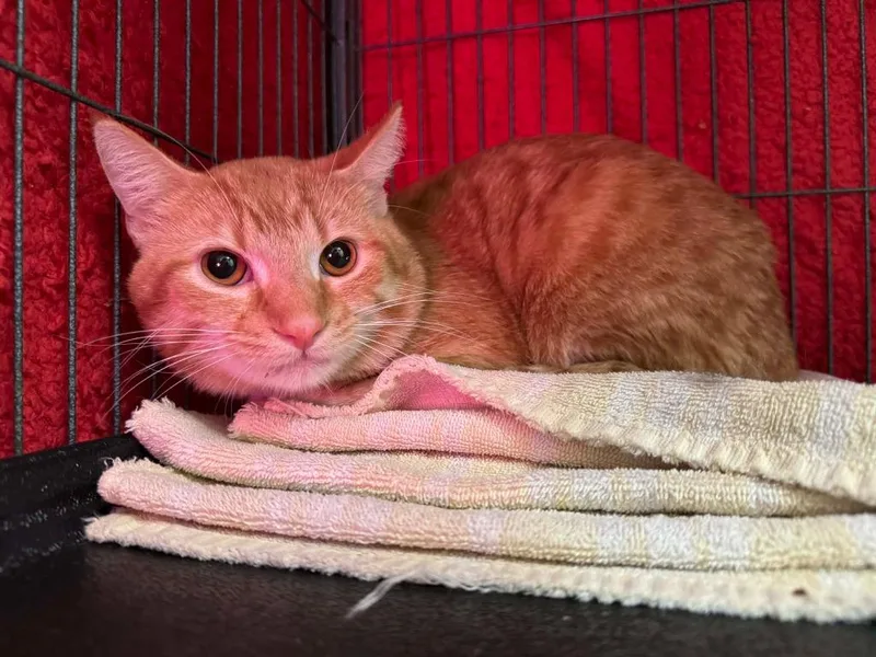 Waffle Maker thumbnail 5