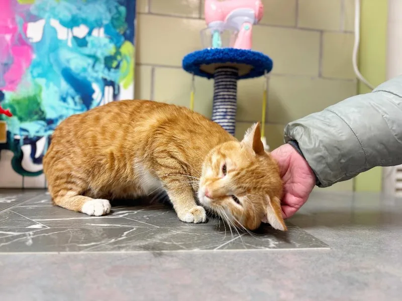 Waffle Maker thumbnail 6