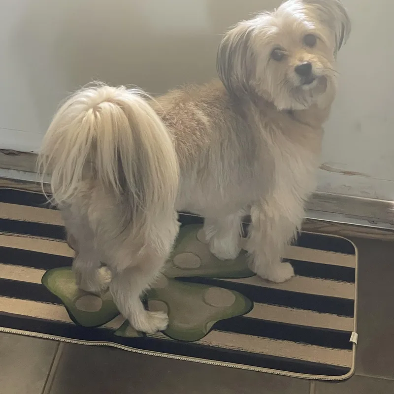 Lord Kevin Of Chestnut thumbnail 2