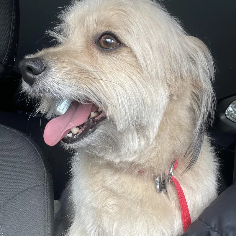 Lord Kevin Of Chestnut thumbnail 3