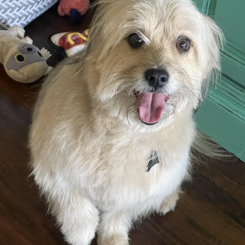 Lord Kevin Of Chestnut photo 1