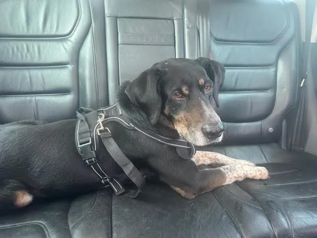 Speckles thumbnail 3