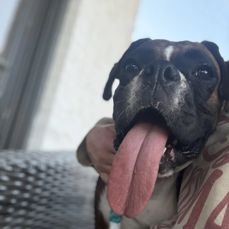 Magnolia thumbnail 2