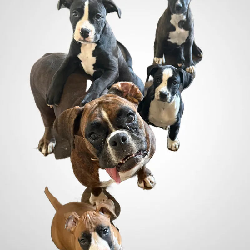 Magnolia thumbnail 3