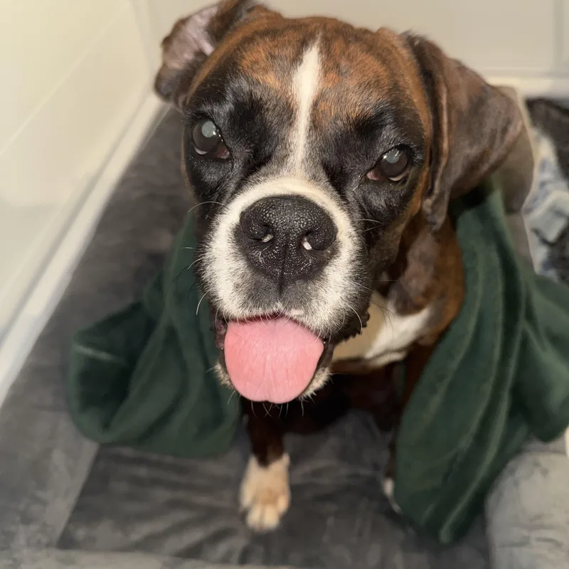 Magnolia thumbnail 4