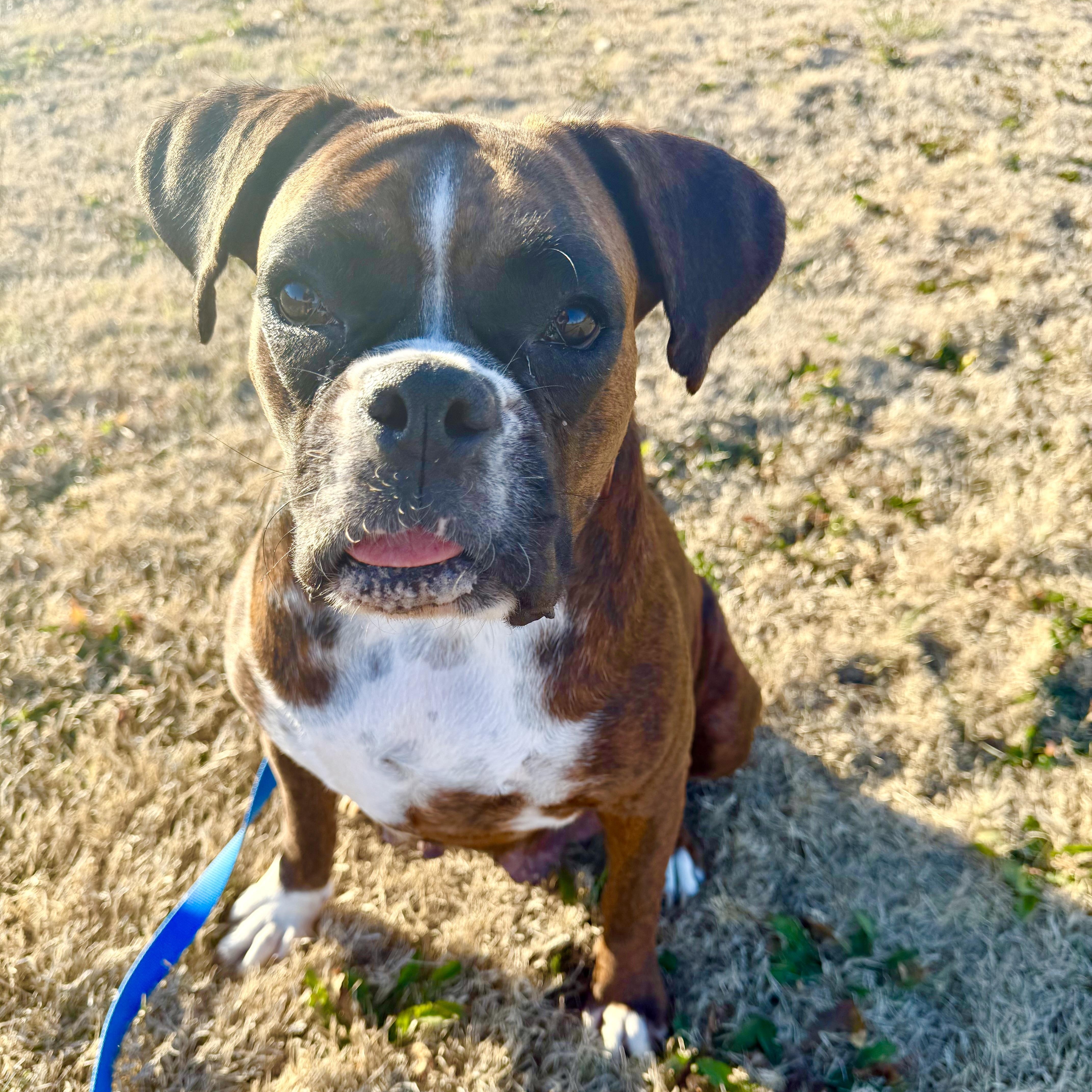 Magnolia thumbnail 5