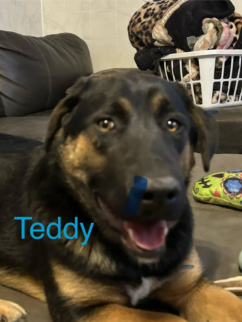 Teddyi thumbnail 2