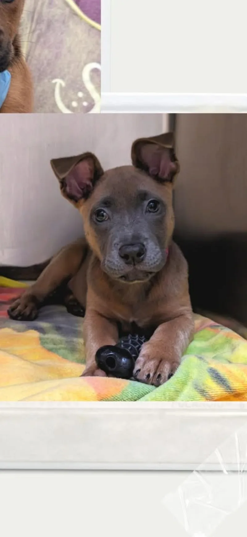 Queso Fresco thumbnail 2