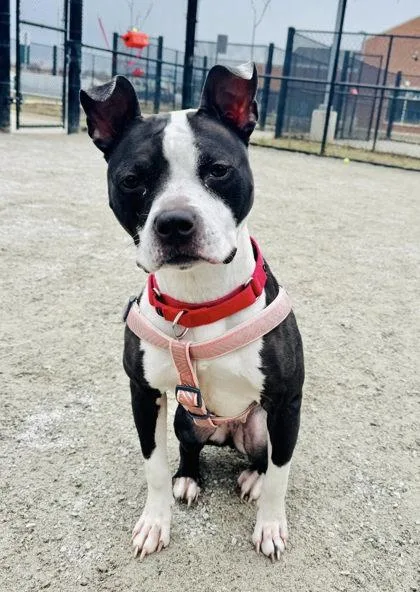 Boston Cream thumbnail 2