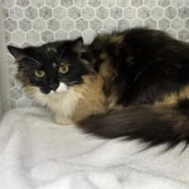 Jessicat thumbnail 3