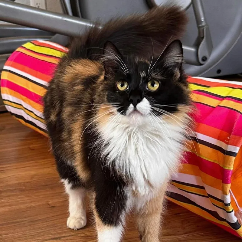 Jessicat thumbnail 4