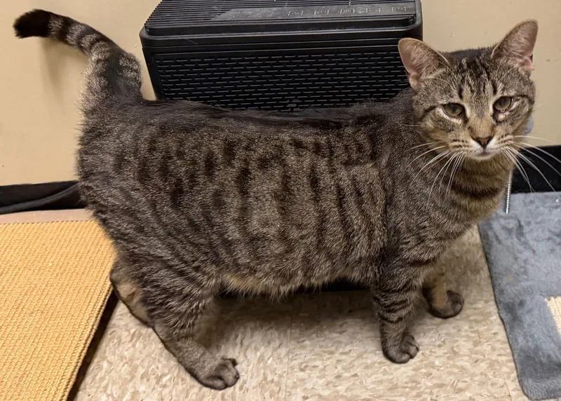 Oats Felv+ thumbnail 2