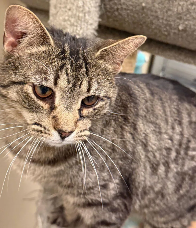 Oats Felv+ thumbnail 3