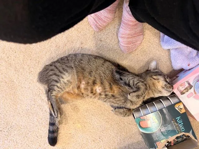 Priscilla thumbnail 2