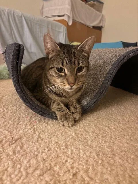 Priscilla thumbnail 3