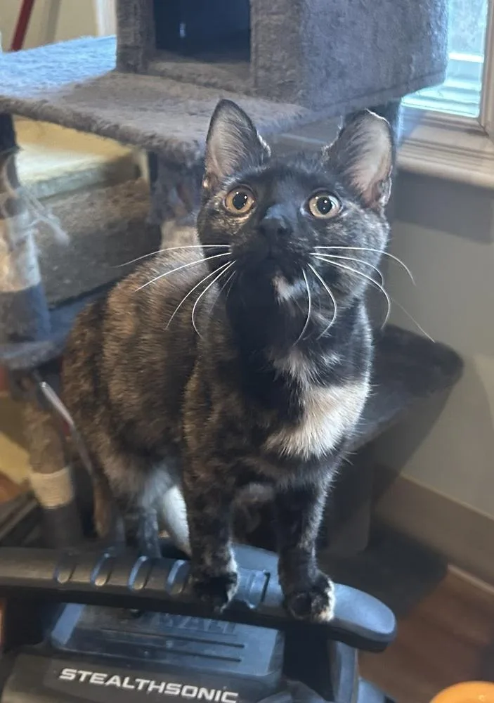 Macaroon thumbnail 2