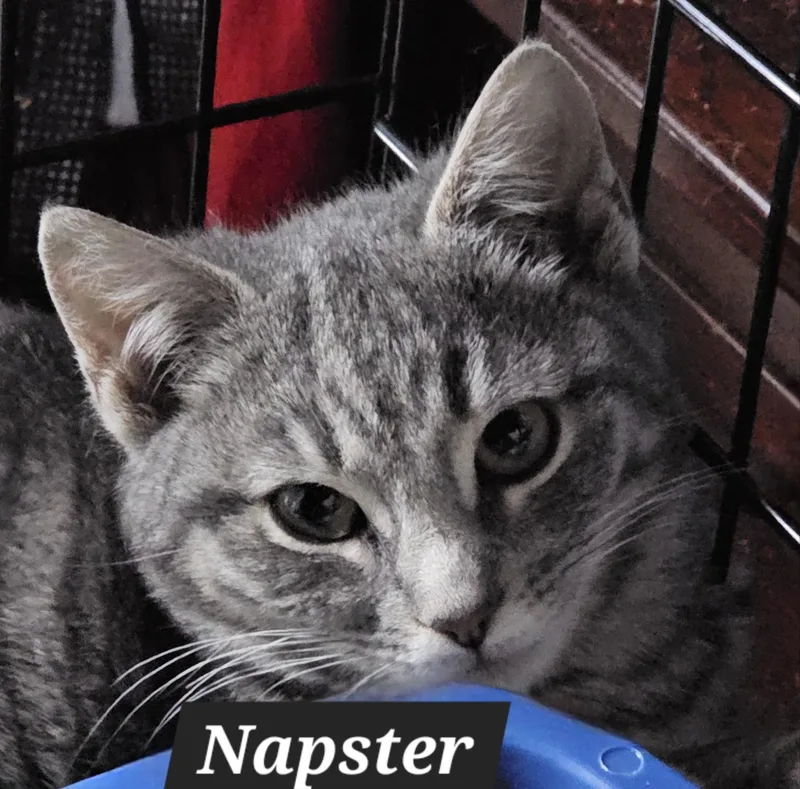 Napster