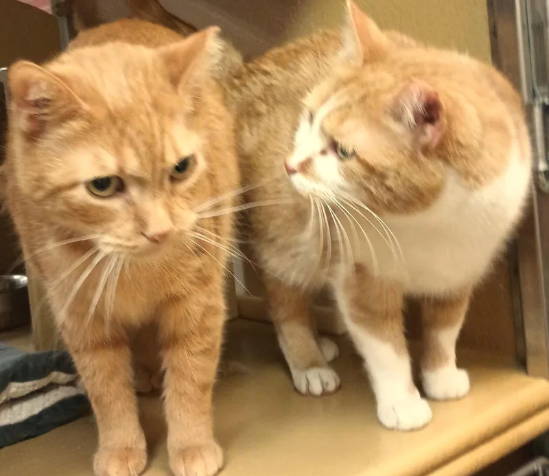 Silvie & Louise Bonded thumbnail 2