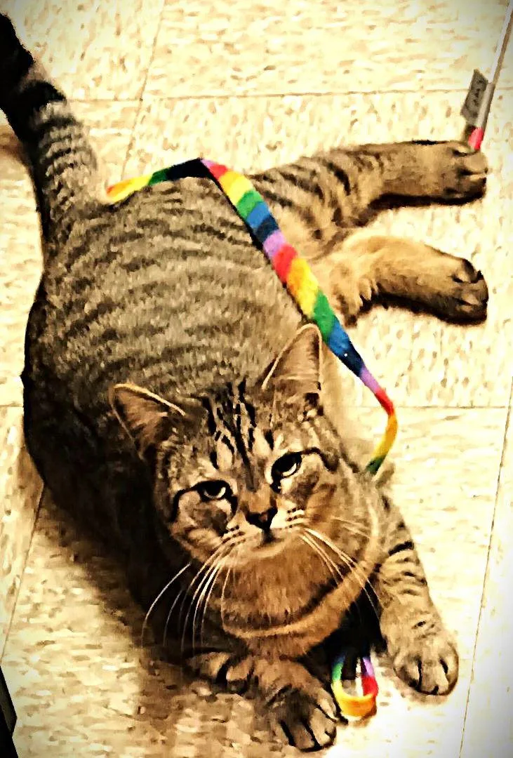 Winston & Puck Bonded