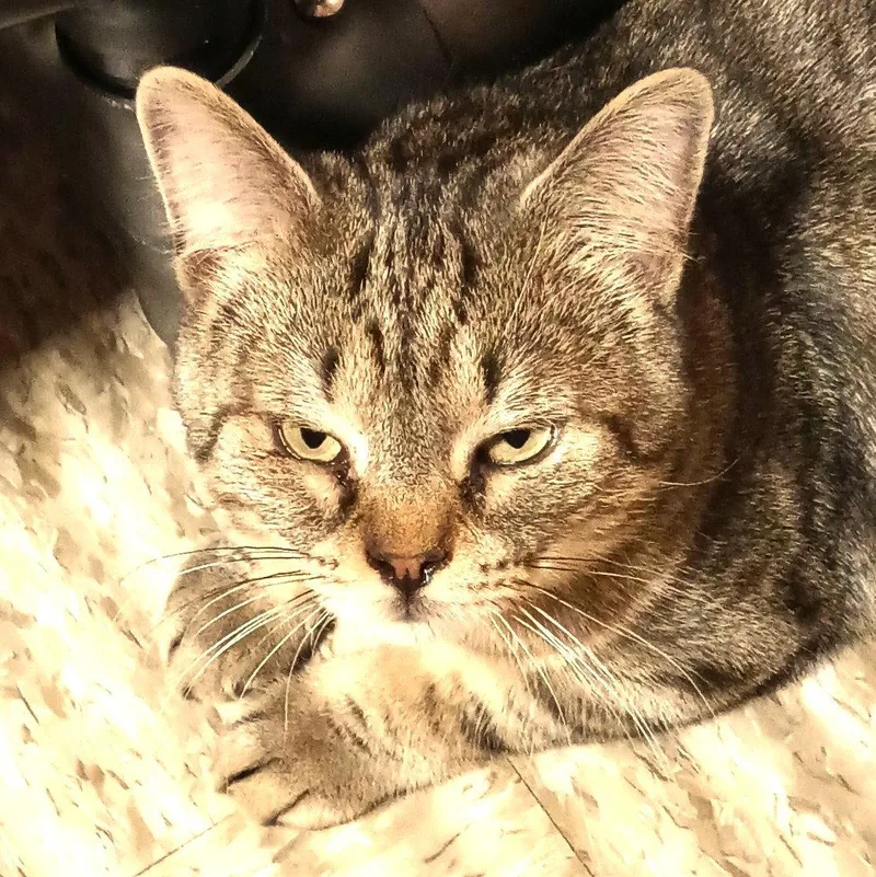 Winston & Puck Bonded thumbnail 2