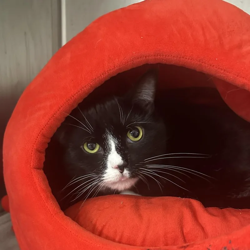 Twilight thumbnail 2