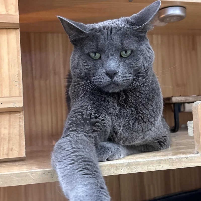 Mr. Toad thumbnail 2