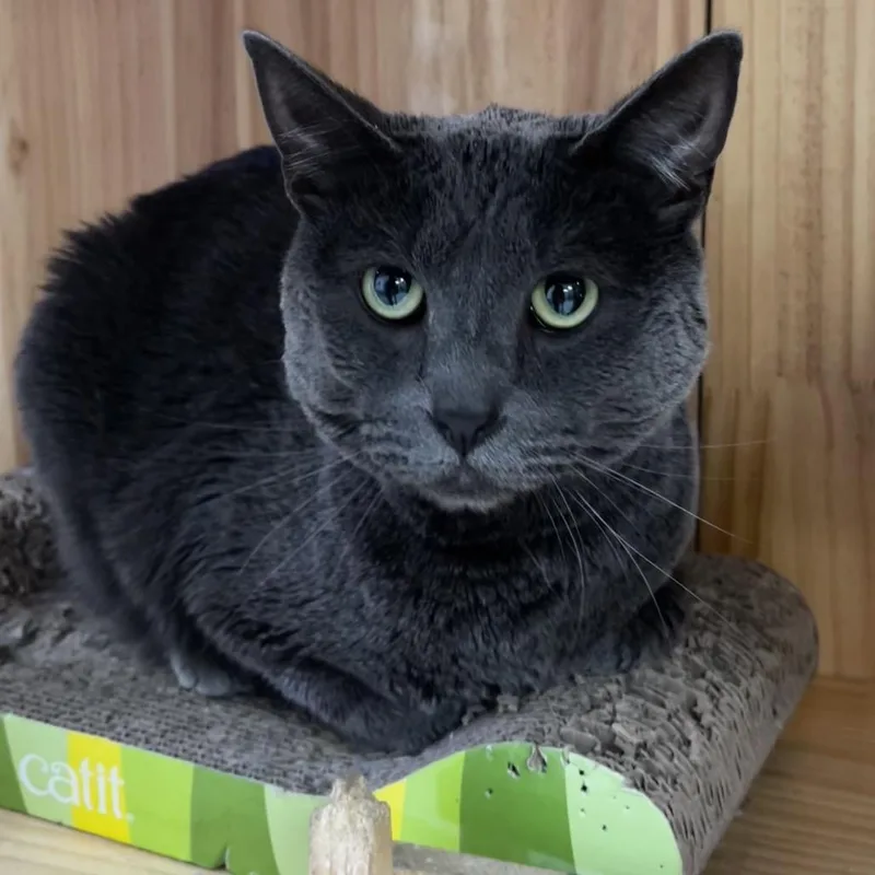 Mr. Toad thumbnail 3