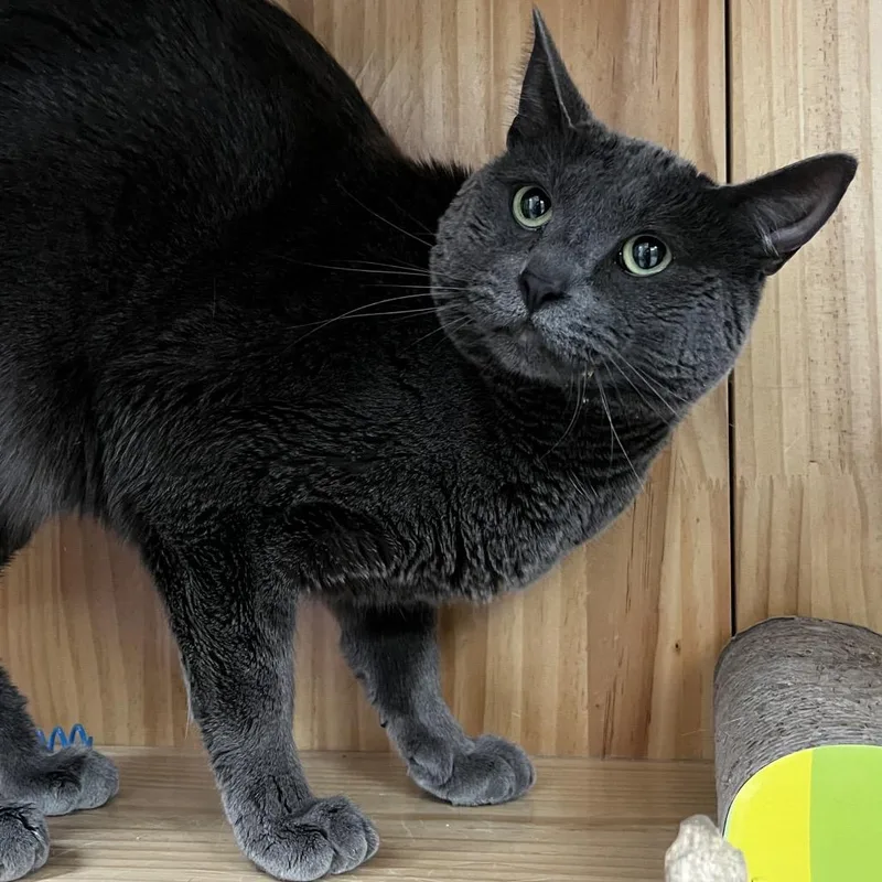 Mr. Toad thumbnail 4