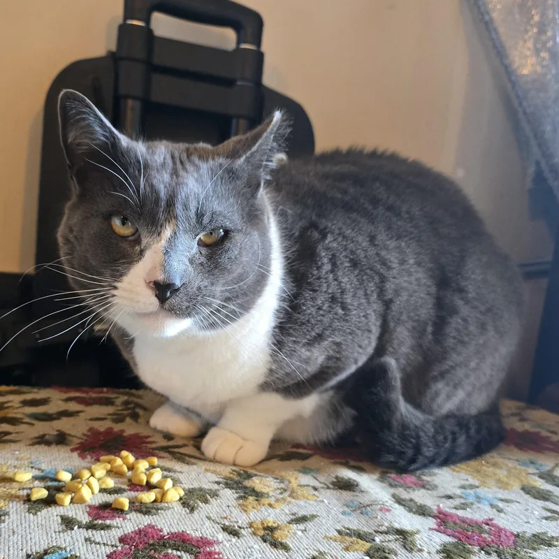 An adult large-sized male Domestic Short Hair cat named Smokey for adoption in Renton , WA